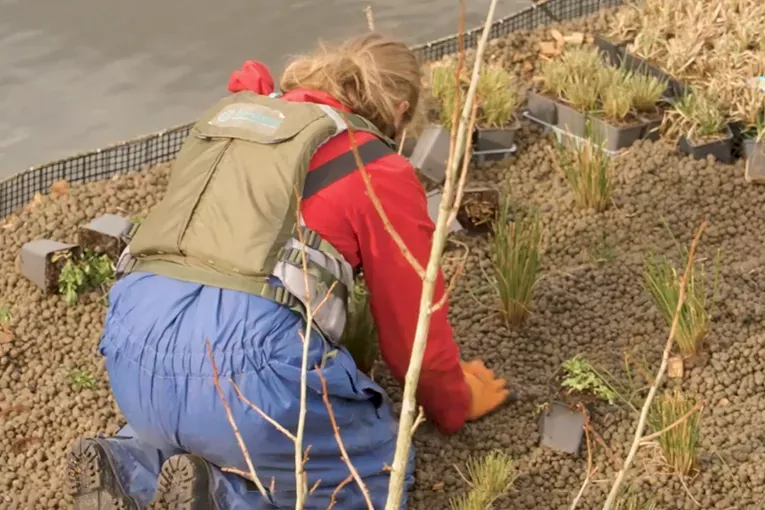 plantering_växter