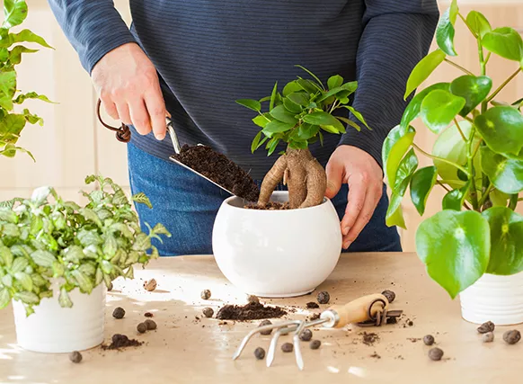 En person med blå tröja planterar en kruka med lecakulor