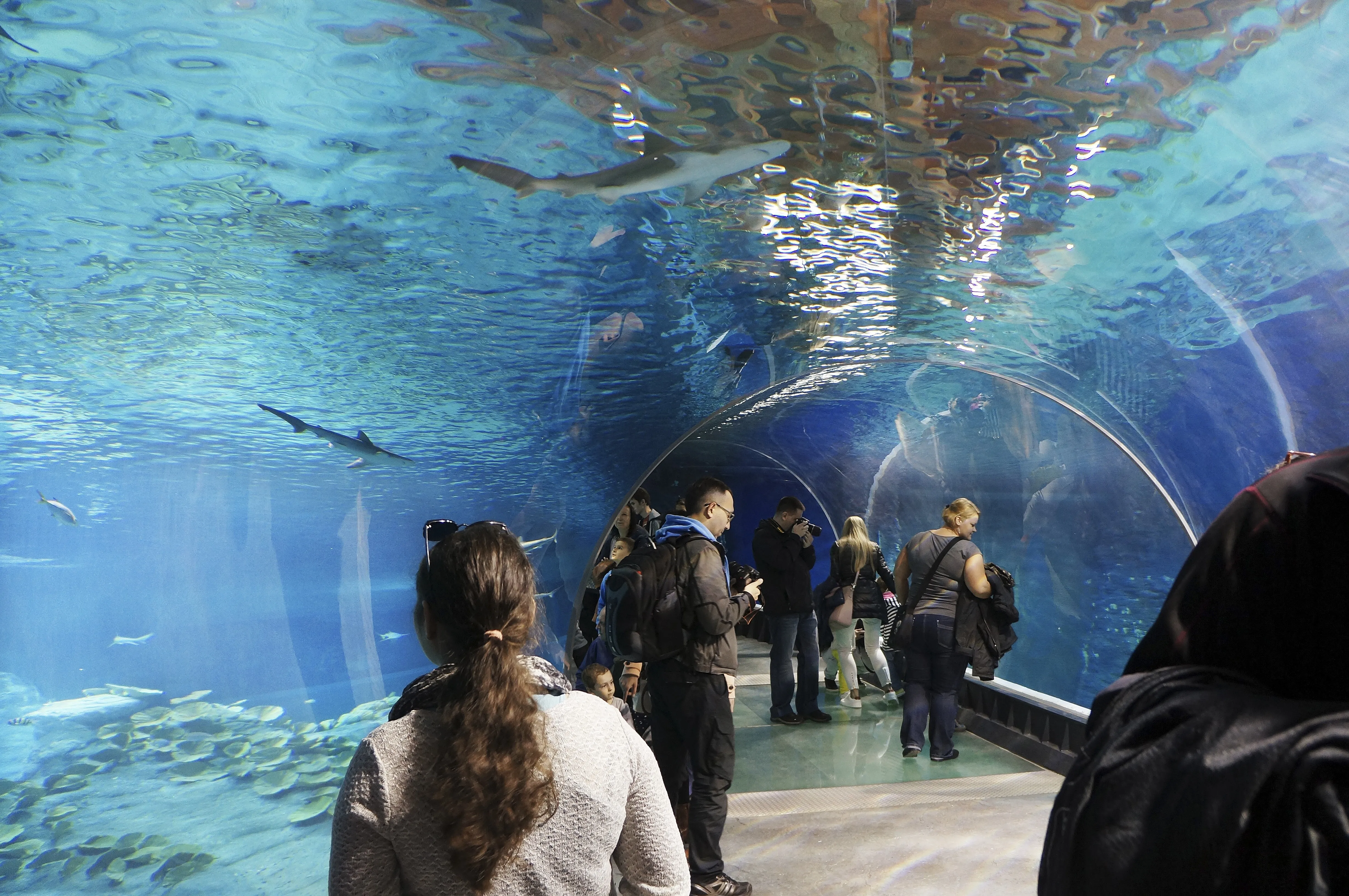Besökare går genom en akryltunnel i ett akvarium, med fiskar och hajar som simmar runt tunneln.