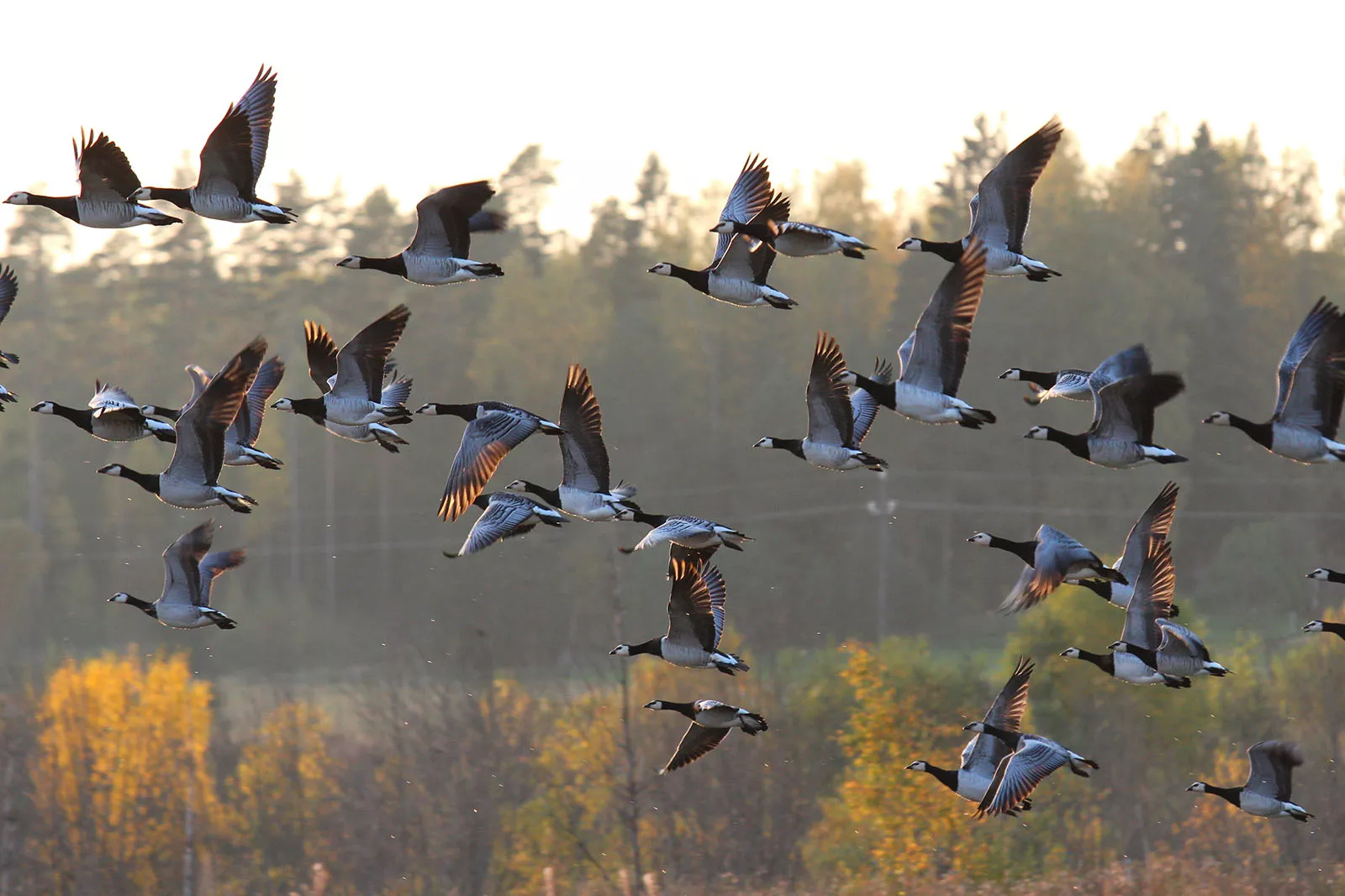 birds_finland_plant